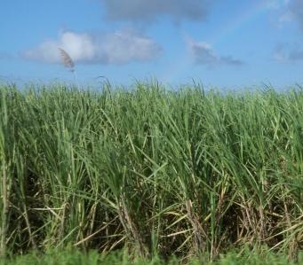 expert comptable guadeloupe